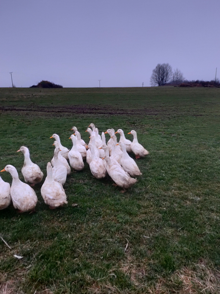 Kačer z rybníka – 185 Kč/kg